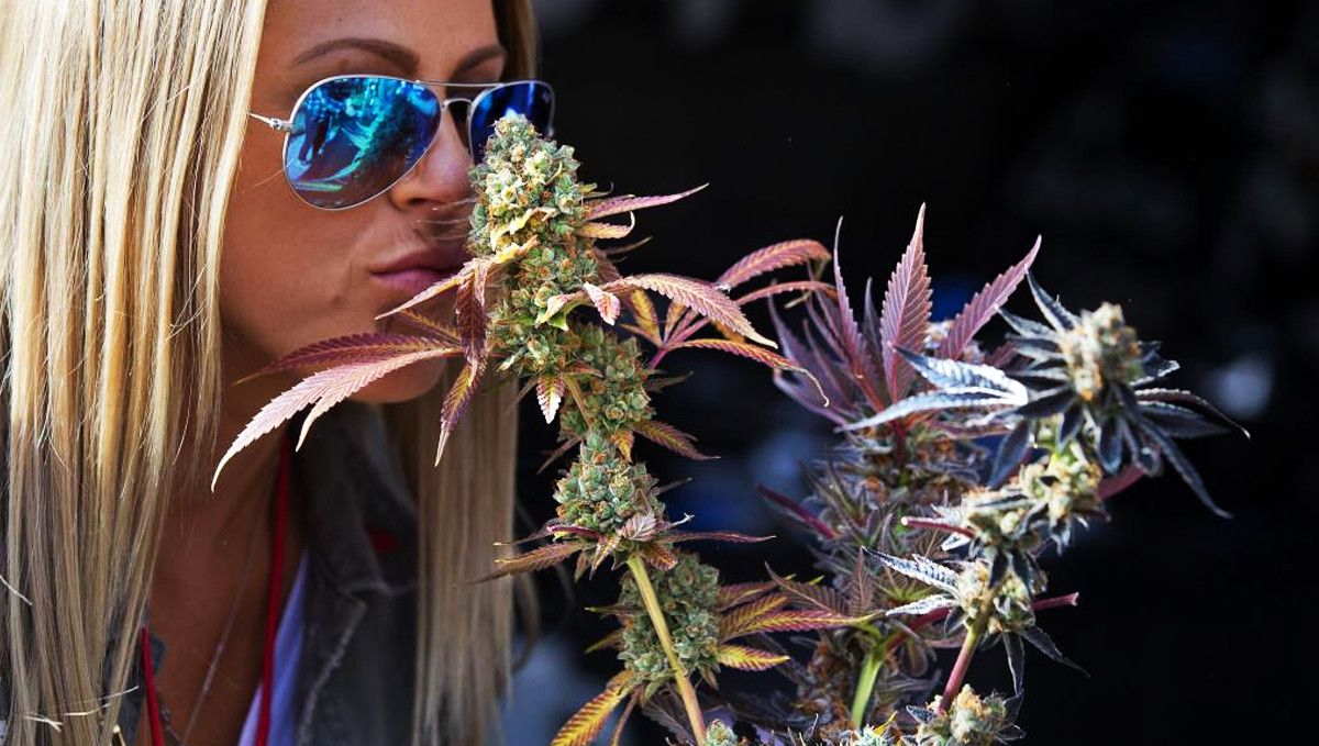 Cannabis Cup in Santa Rosa: Ultimate Guide 2022: A woman in sunglasses sniffing at a flowering branch of cannabis plant