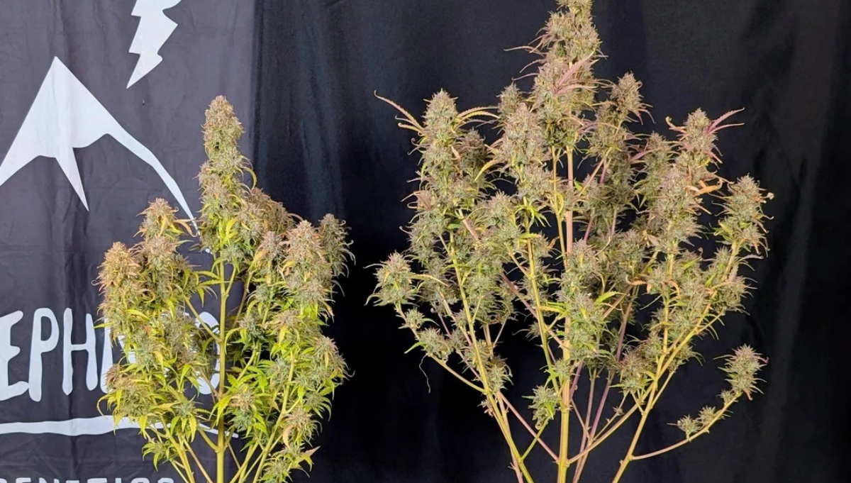 rainbow sundae 11 mephisto genetics