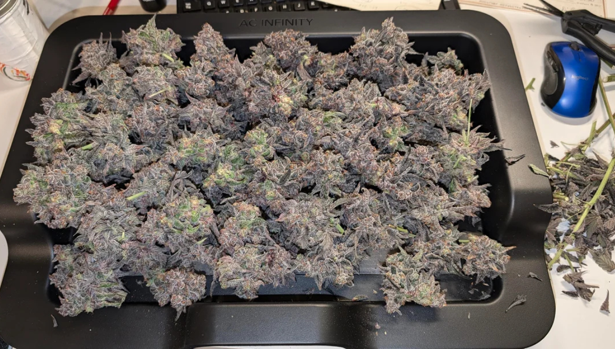 garlic jam atlas seeds american autoflower cup garlic jam atlas seeds american autoflower cup