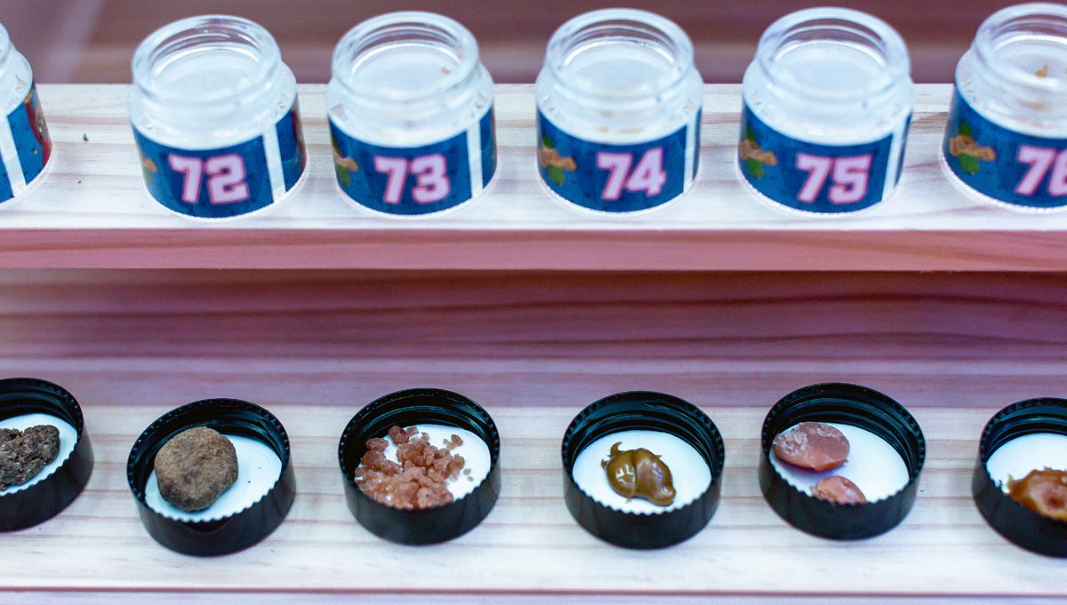 hash autoflowers cannabis american autoflower cup