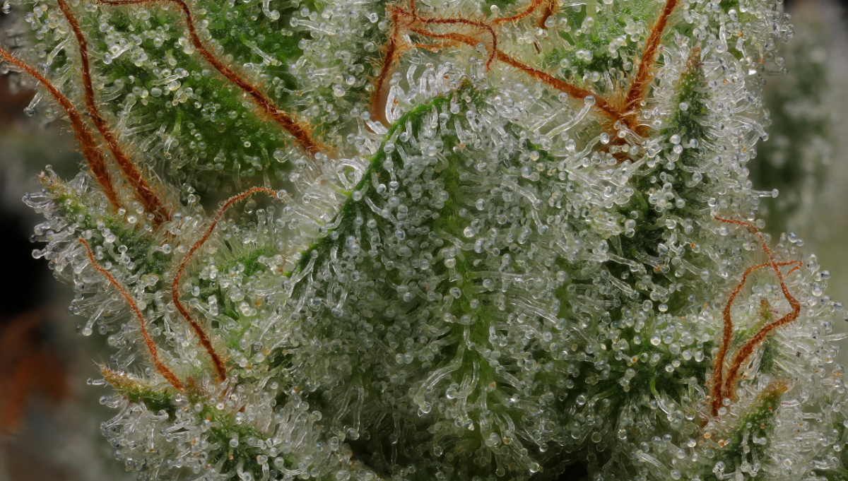 hella jelly auto humboldt seeds american autoflower cup 2026