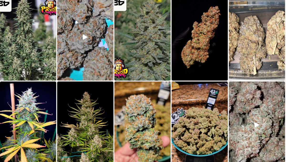 fast buds pound cake auto fast buds pound cake auto