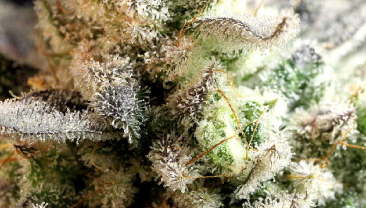 the perm twenty20 mendo