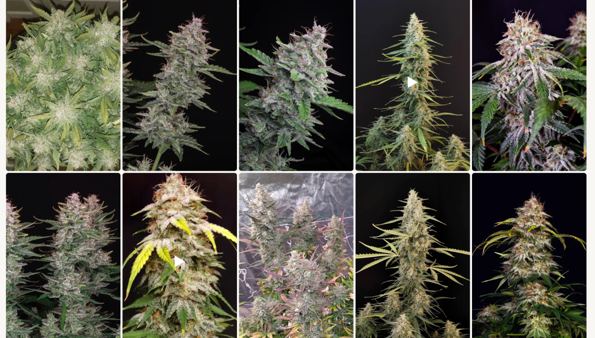 Sour Diesel Auto 420 Fast Buds