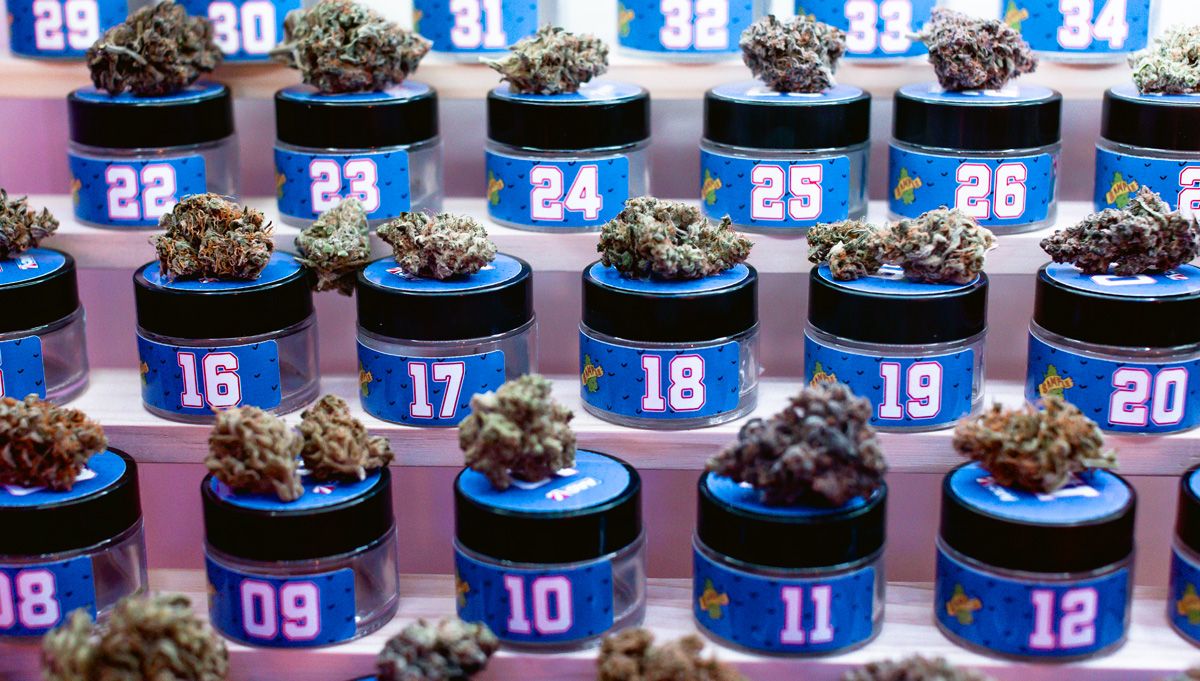 NIGHT OWL SEEDS AMERICAN AUTOFLOWER CUP 2025 NIGHT OWL SEEDS AMERICAN AUTOFLOWER CUP 2025