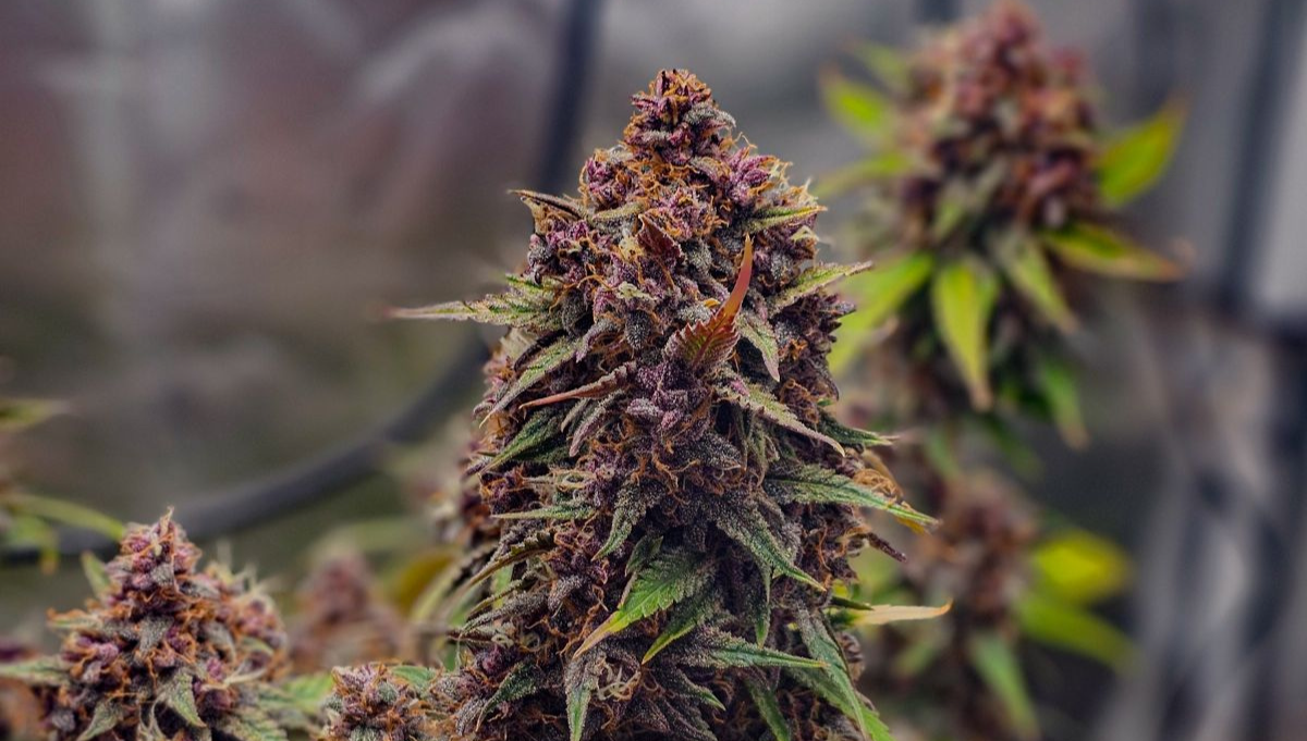 autoflower terpene potency flavour autoflower terpene potency flavour