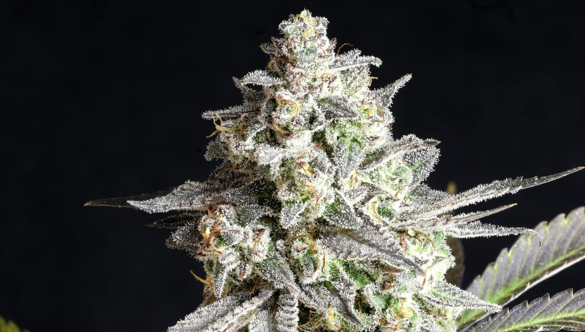 grape gas auto 3rd place best auto hybrid american autoflower cup