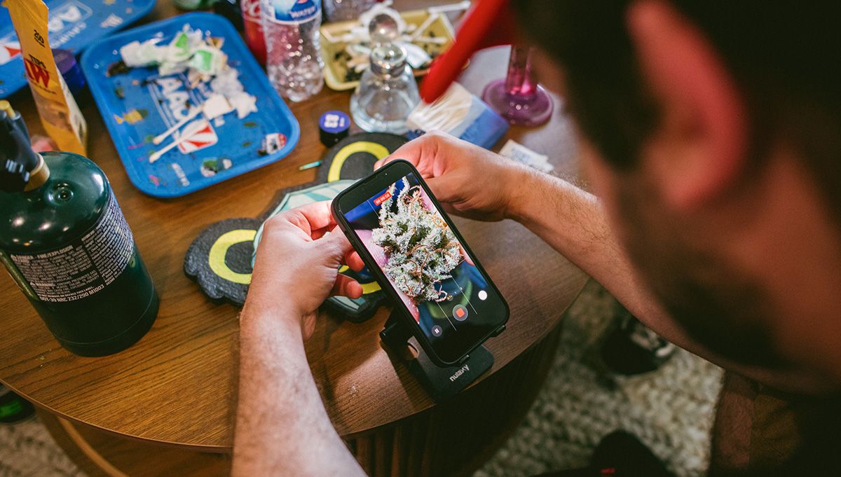 american autoflower cup 