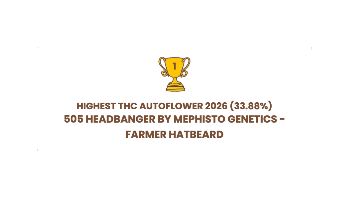 highest thc lab tested headbanger 505 mephisto genetics american autoflower cup 