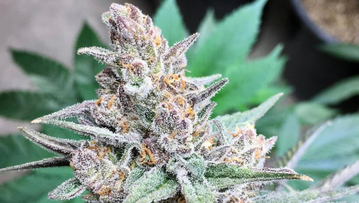 blueberry cheesecake brother mendel