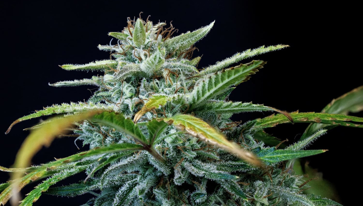 headbanger 505 mephisto genetics 