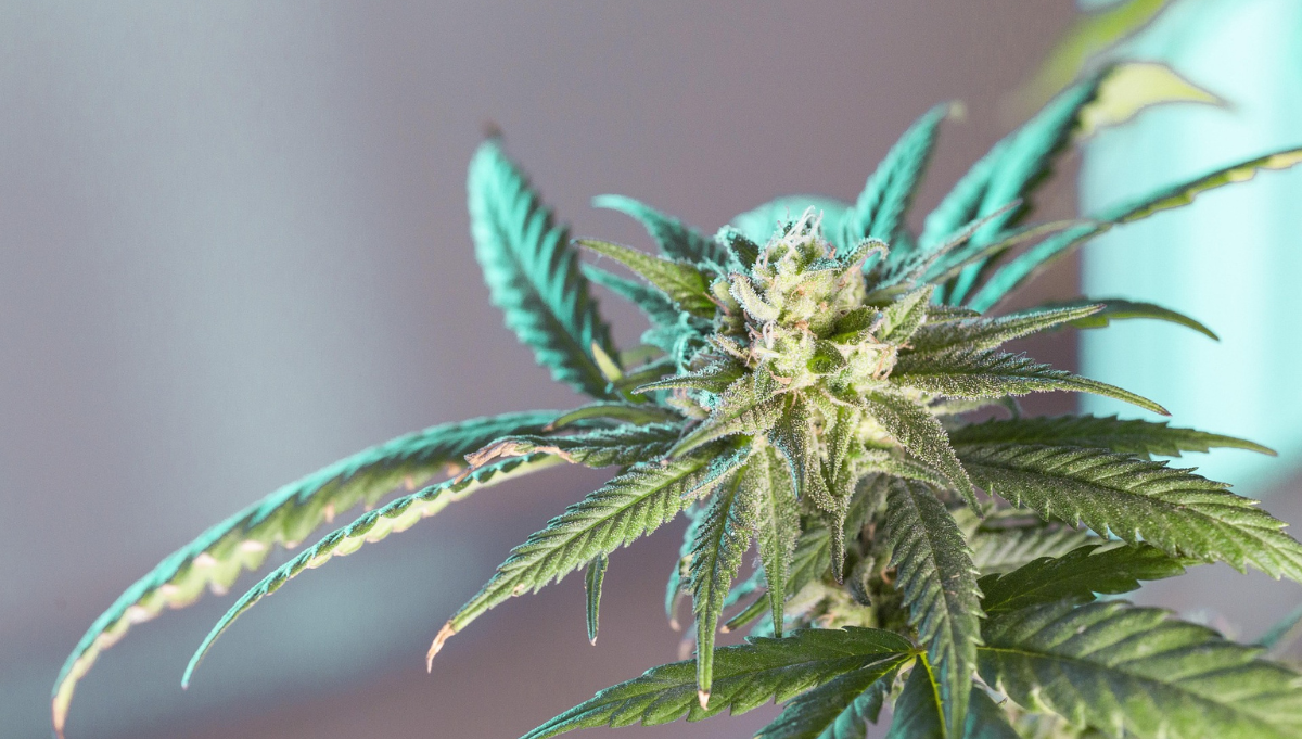 american autoflower cup cannabis american autoflower cup cannabis