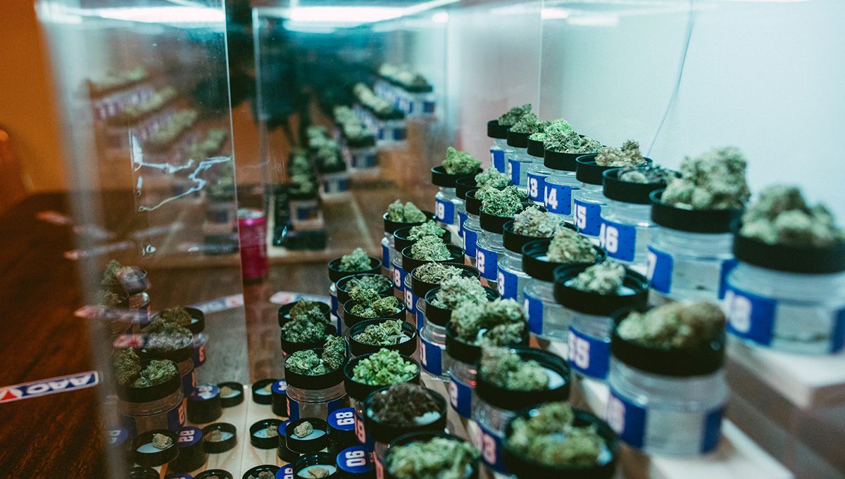 american autoflower cup