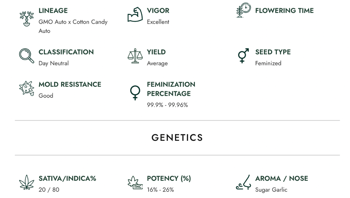 garlic jam atlas seeds american autoflower cup