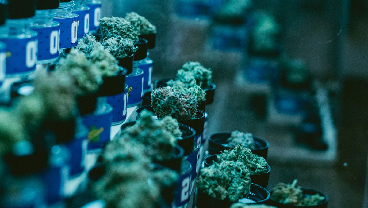 mephisto genetics headbanger 505