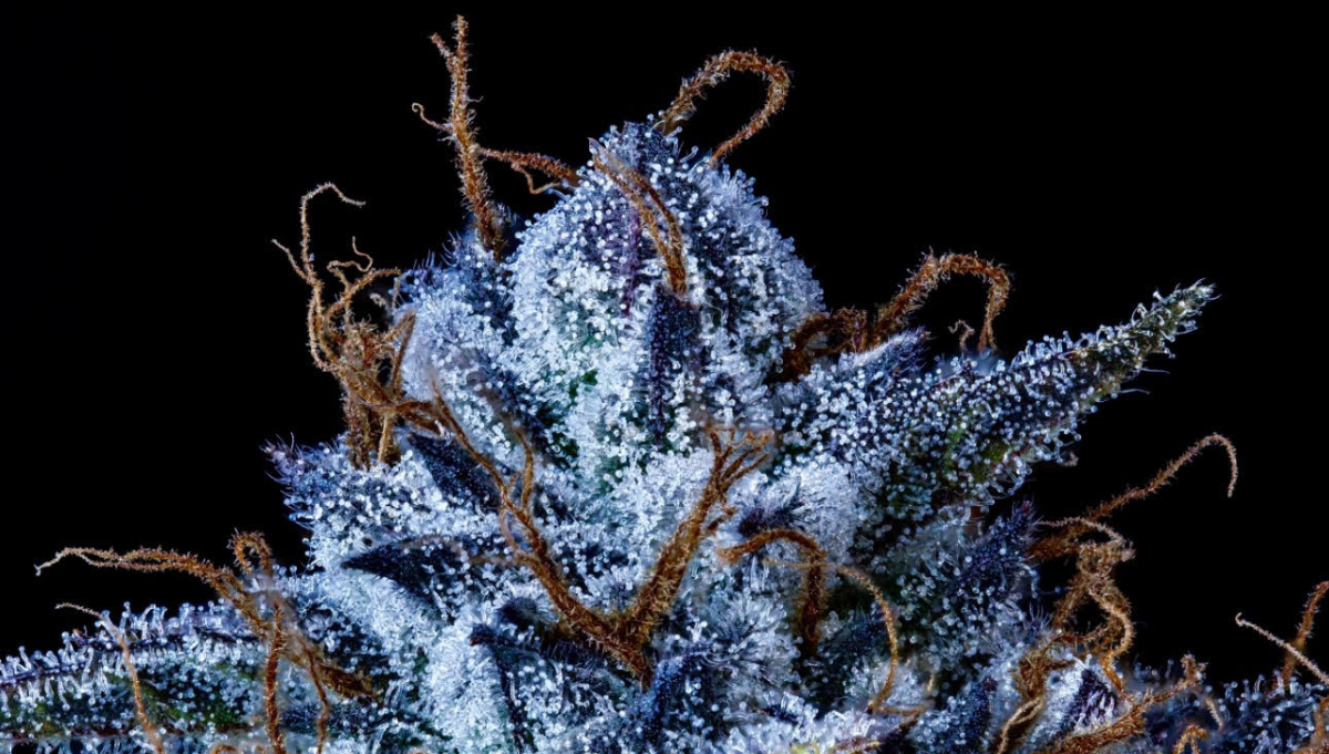 sundae thumper mephisto genetics best auto hybrid american autoflower cup 2025