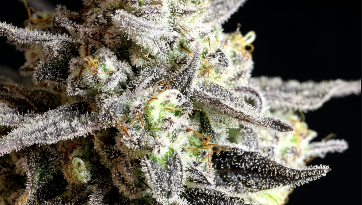 Grape Gas Twenty20 Mendocino