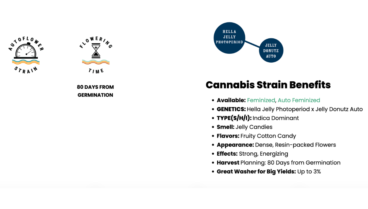 hella jelly auto humboldt seed company american autoflower cup 2026