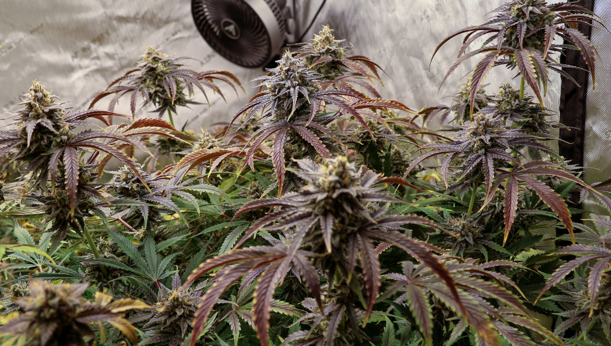 command oz mephisto genetics rosin american autoflower cup 2026