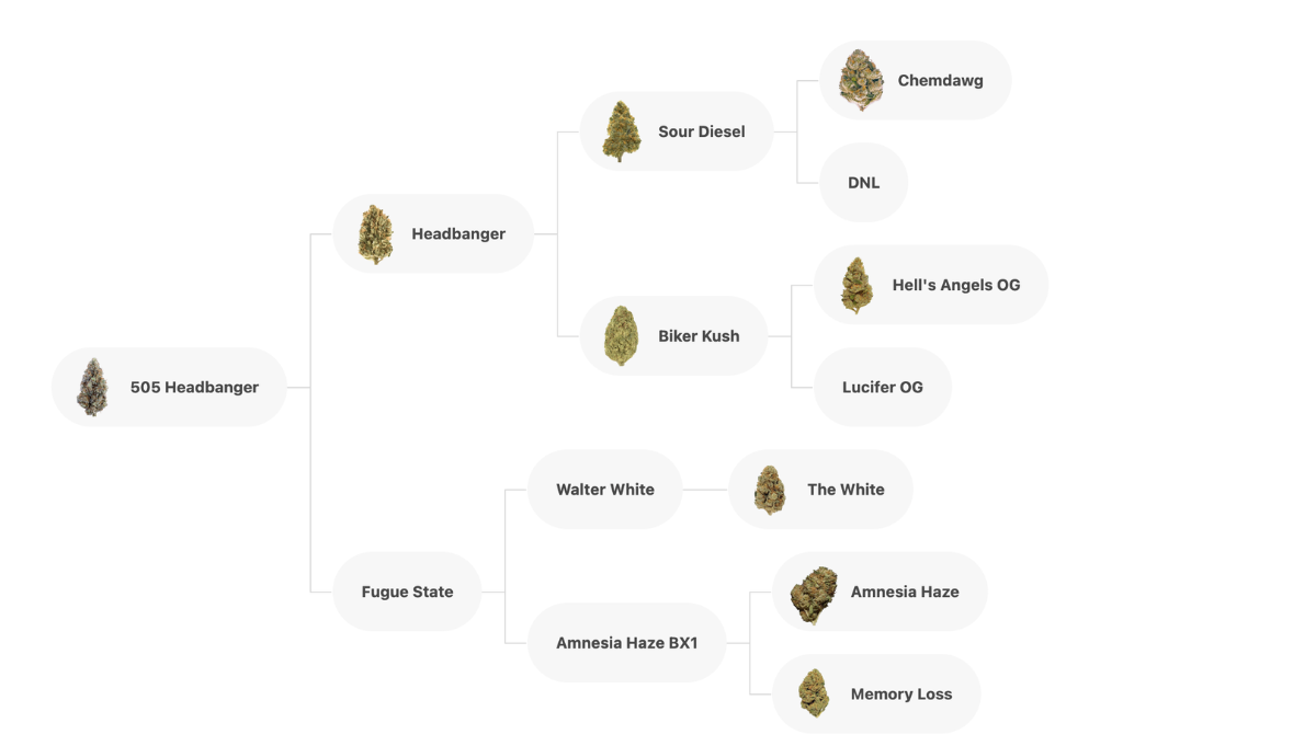 headbanger 505 mephisto genetics