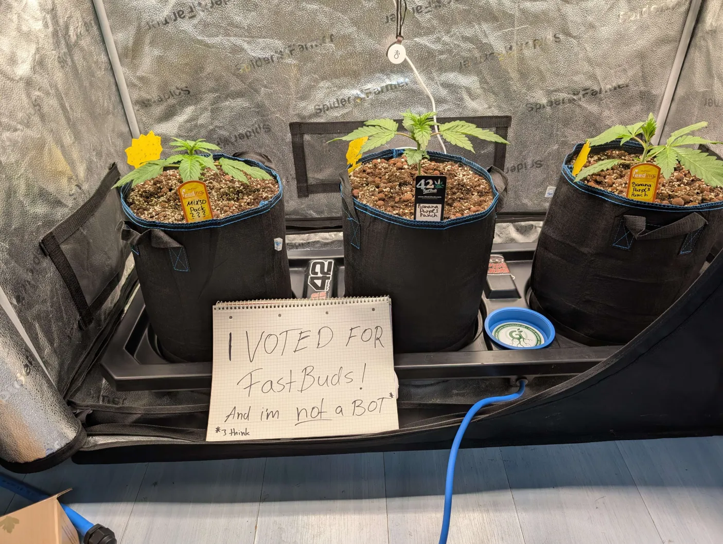 fast buds best autoflower breeder