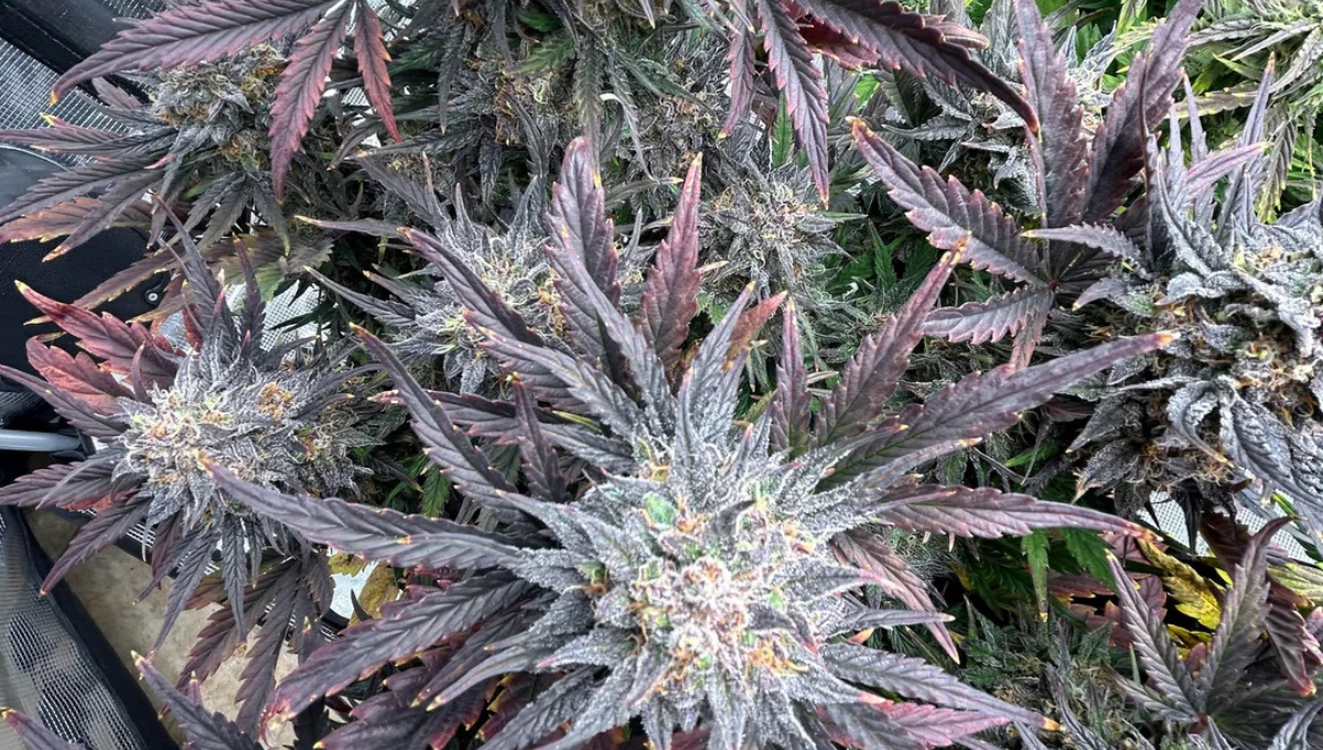 Blueberry Cheesecake Ala Mode Brother Mendel 