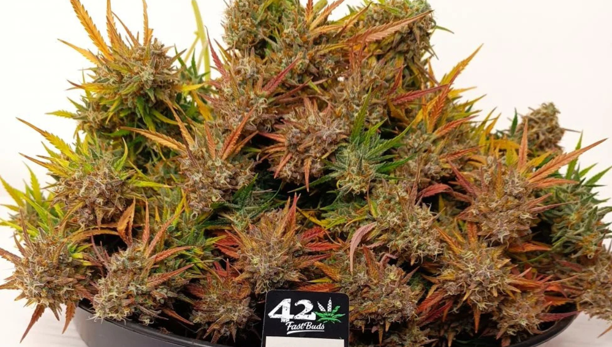 Pound Cake Auto Fast Buds american autoflower cup