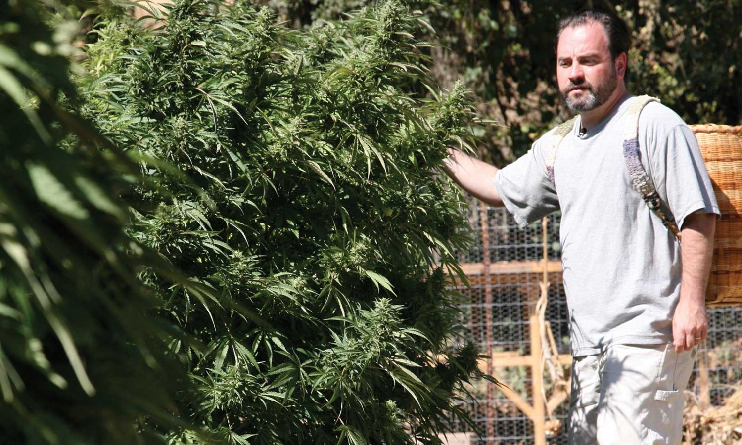 danny danko american autoflower cup danny danko american autoflower cup