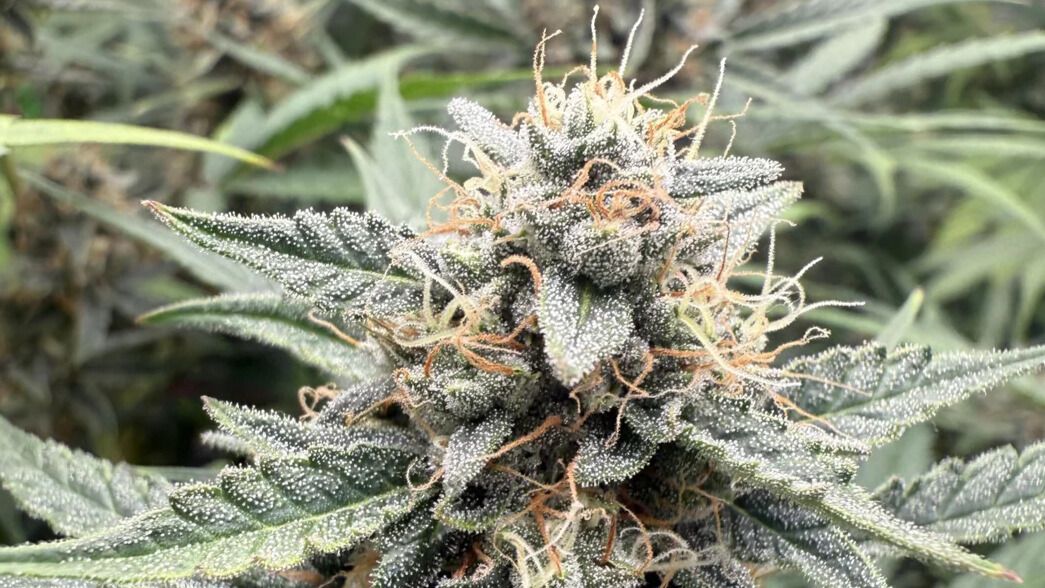 Atlas Seeds highest thc mendo breath auto  Atlas Seeds highest thc mendo breath auto