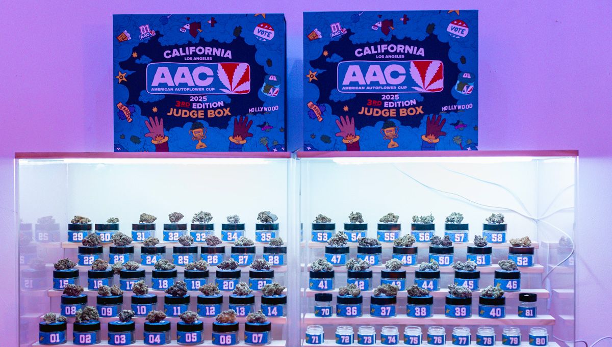 american autoflower cup 2026 terpenes flavour potency american autoflower cup 2026 terpenes flavour potency