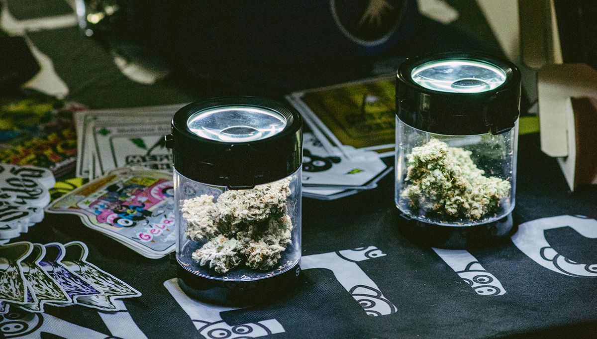 mephisto genetics autoflowers