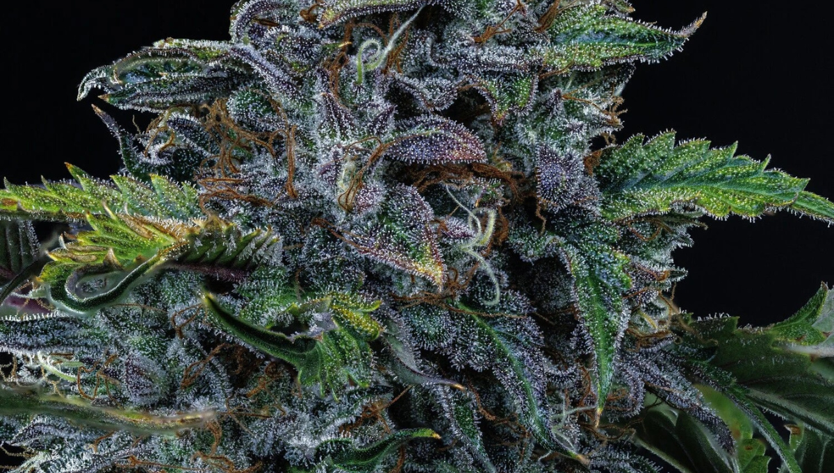 bear force one mephisto genetics bear force one mephisto genetics