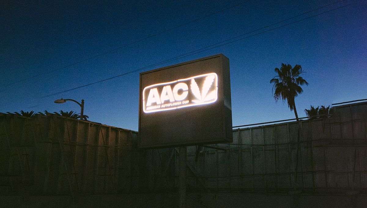 american autoflower cup 2026