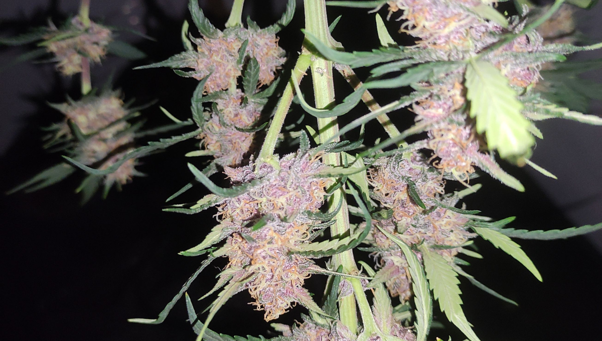 dry lemon cherry cookies auto by fast buds american autoflower cup 2025 