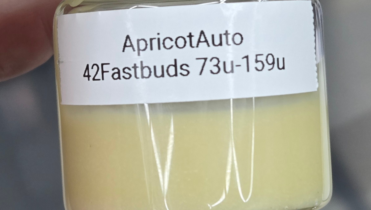 apricot auto fast buds best rosin american autoflower cup