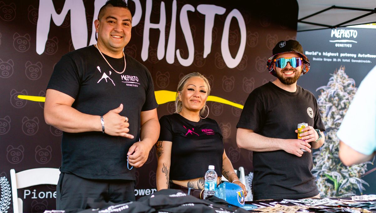 MEPHISTO GENETICS American autoflower cup  MEPHISTO GENETICS American autoflower cup