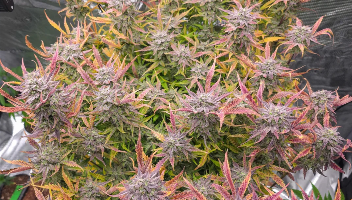 Butters Breath Mephisto Genetics american autoflower cup