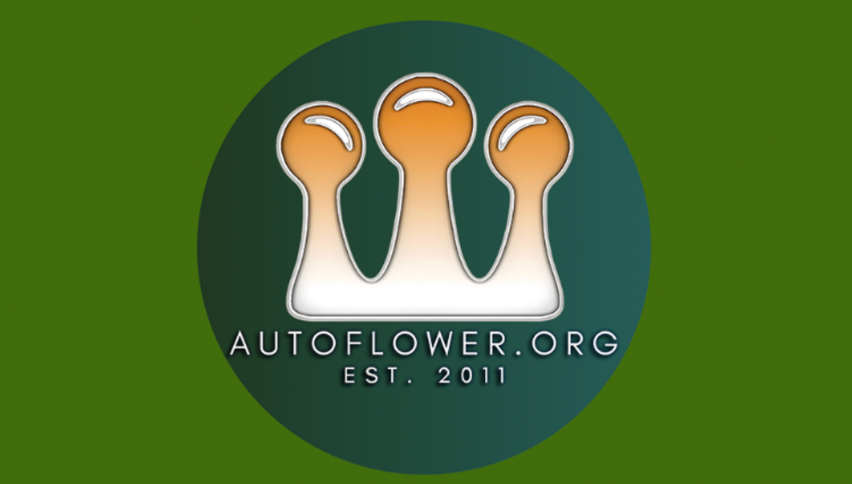 autoflower network jordan harker american autoflower cup