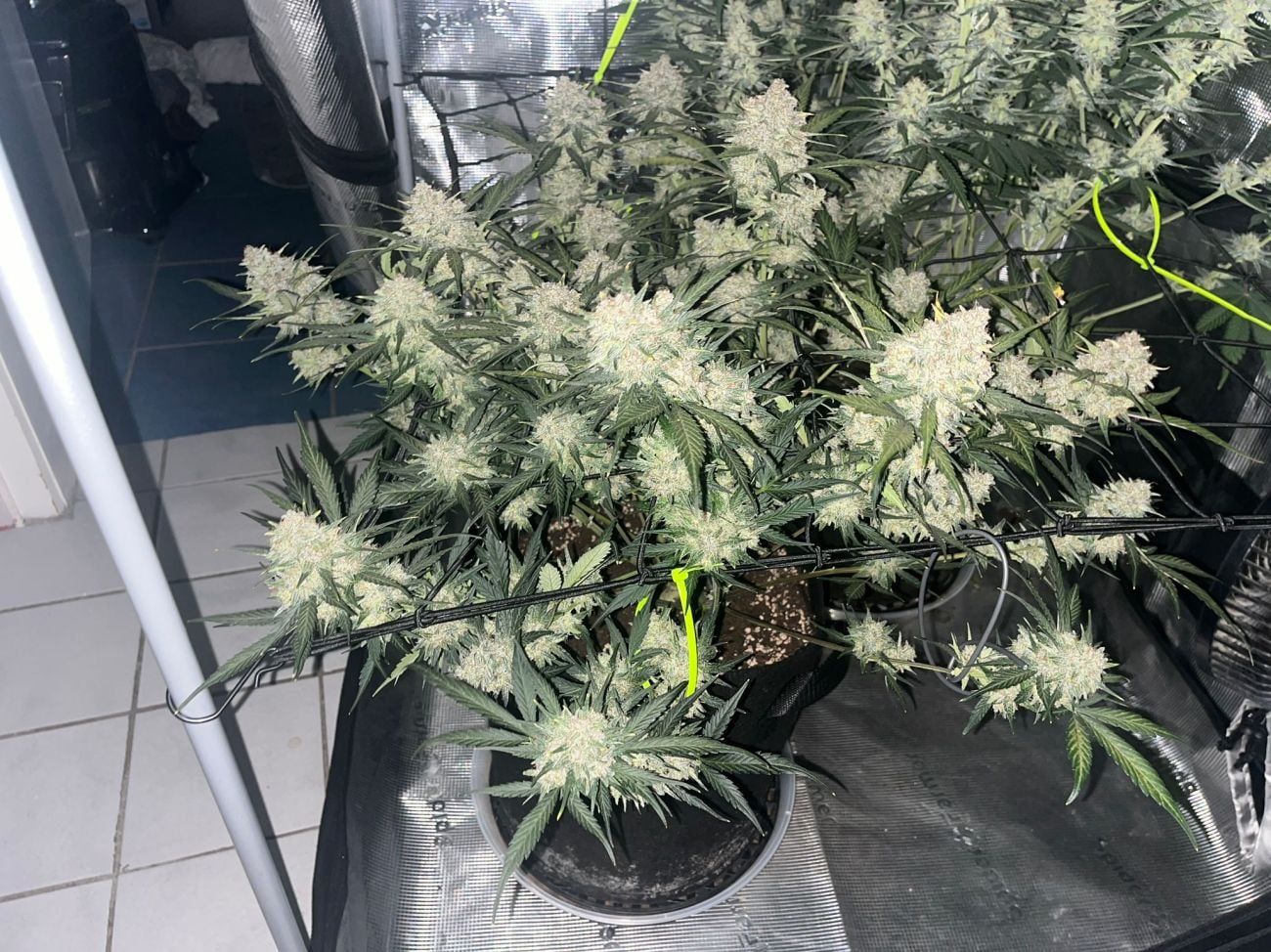 frost banger auto fast buds american autoflower cup 2026