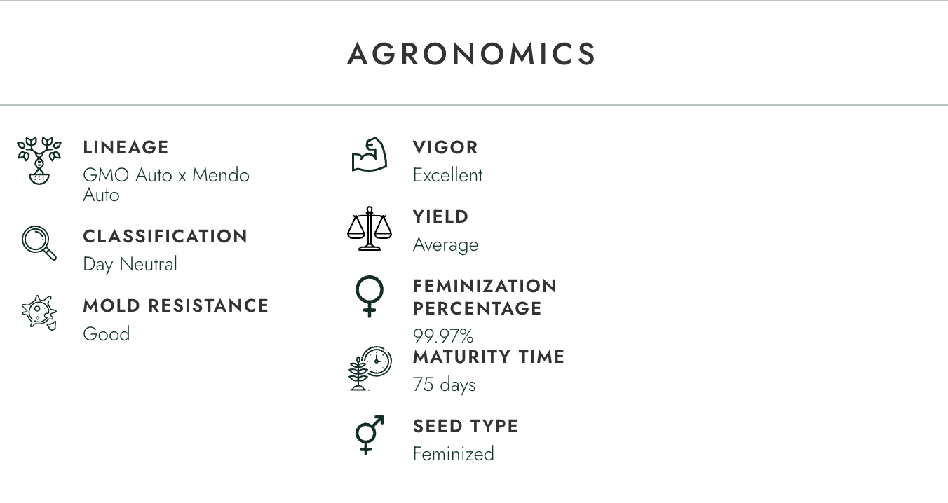 mendo breath auto atlas seed mendo breath auto atlas seed