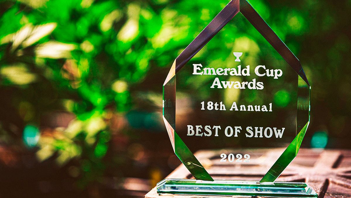 Emerald Cup 2022 Your Ultimate Guide to Cannabis Celebration