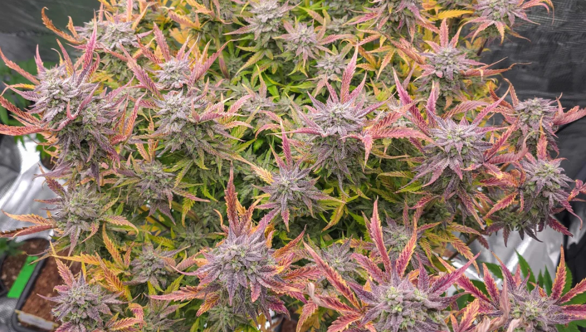 Butters Breath Mephisto Genetics