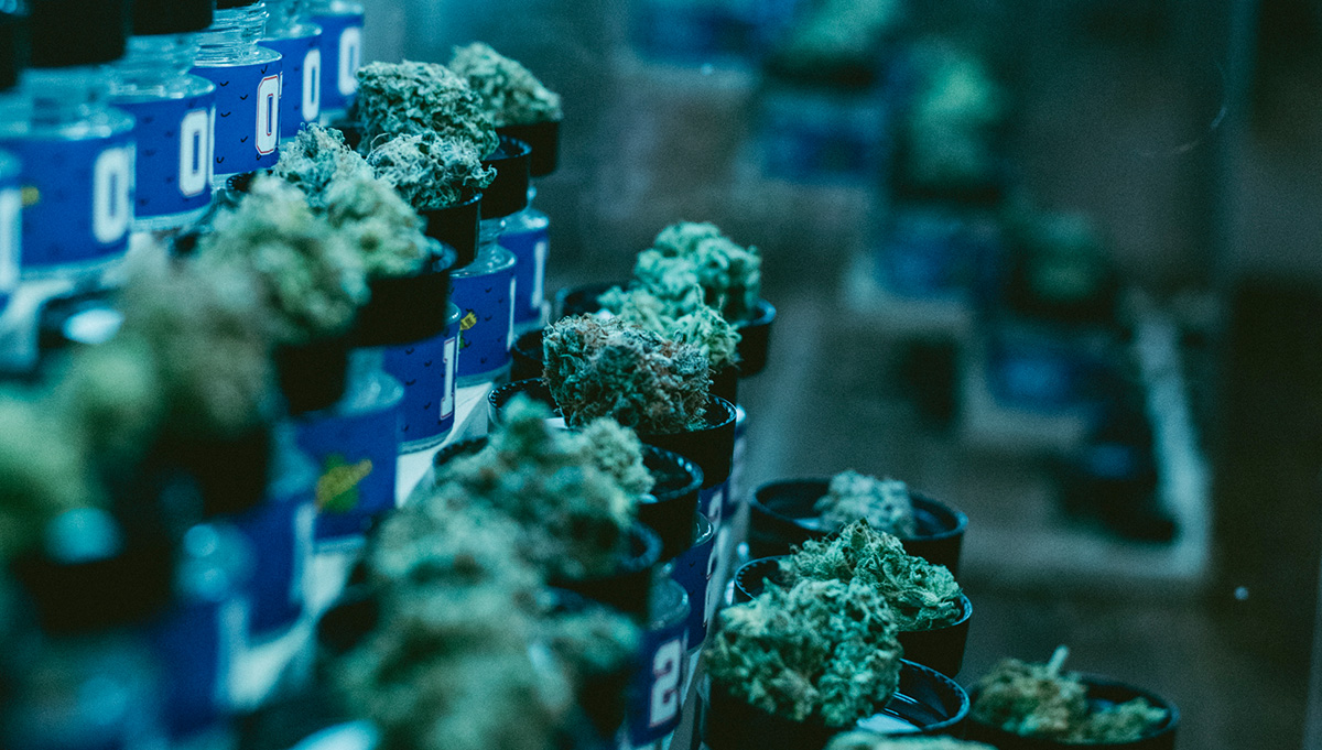 Best Looking Autoflowers of the year