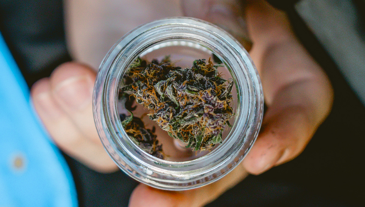 The Hidden Power of Modern Autoflower Roots