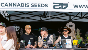 Lemon Cherry Cookies Auto Takes 2nd Place at the American Autoflower Cup 2025